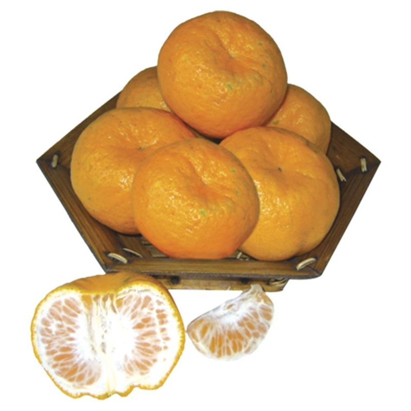 HORTI-BERGAMOTA-CAI-KG